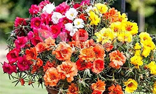 云芝价格多少一斤-云芝价格贵吗专区_云芝价格表专区_云芝价格网
