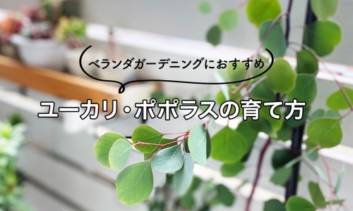 云芝价格贵吗专区_云芝价格表专区_云芝价格网